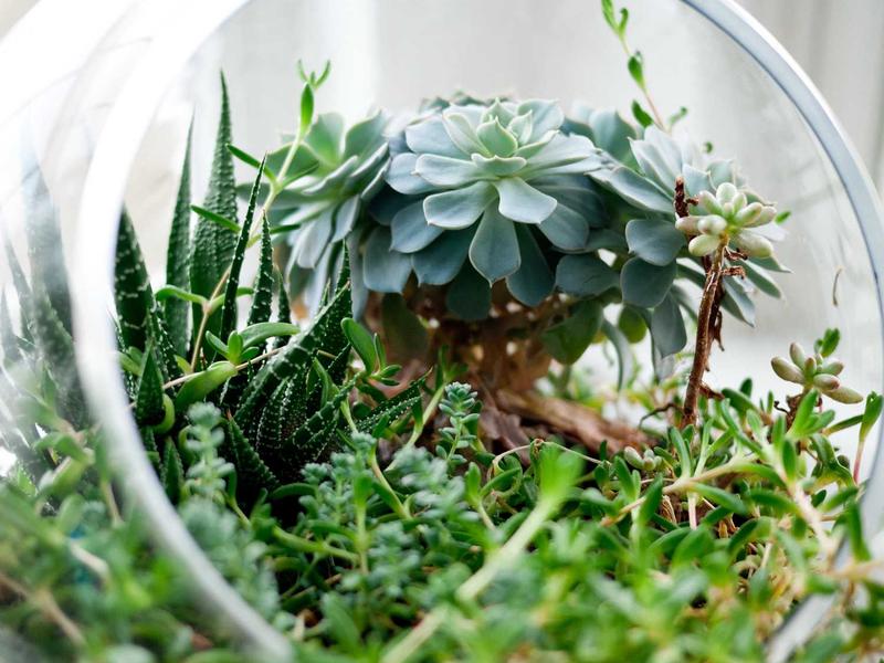 Թռչունների ջրման դիակ - բետոնե